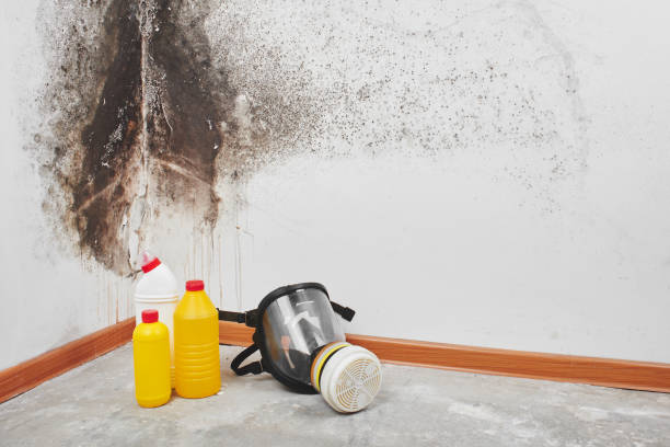 Best Attic Mold Removal  in Lexico, CA