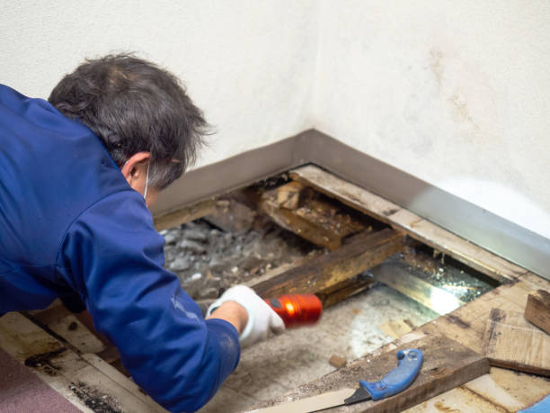 Best Crawl Space Mold Removal  in Lexico, CA