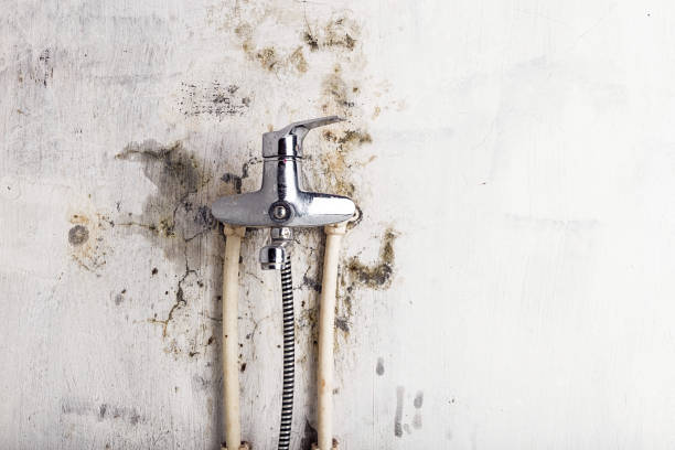Best Emergency Mold Removal  in Lexico, CA