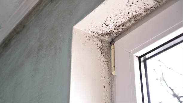 Best Toxic Mold Removal  in Lexico, CA