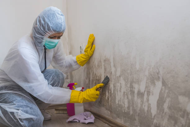 Best Best Mold Removal Companies  in Lexico, CA