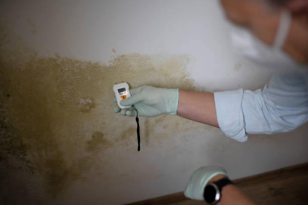 Best Mold Removal Specialists  in Lexico, CA