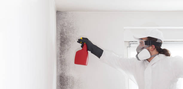 Best Commercial Mold Removal  in Lexico, CA