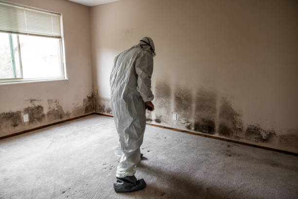 Attic Mold Removal in Calexico, CA