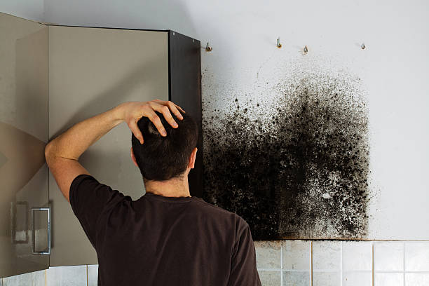 Best Attic Mold Removal  in Lexico, CA